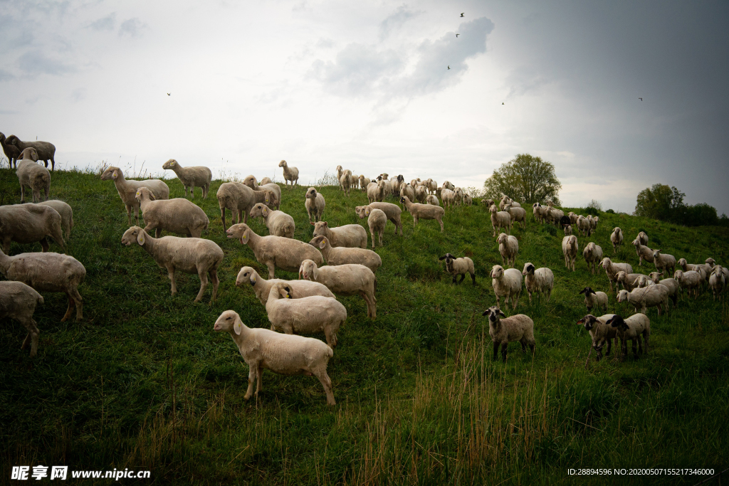 羊群
