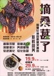 采摘园 桑葚