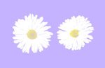 雏菊
