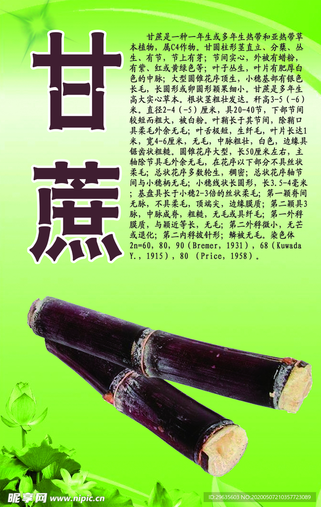 水果文化系列之甘蔗