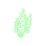 海带海藻