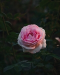 玫瑰花