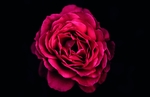 玫瑰花