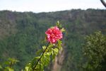 鲜花