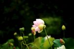 莲花