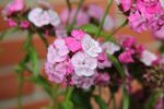 鲜花