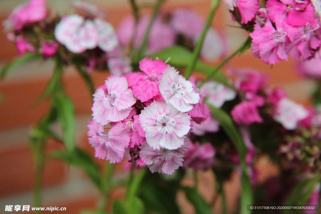 鲜花