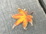 普陀山红叶