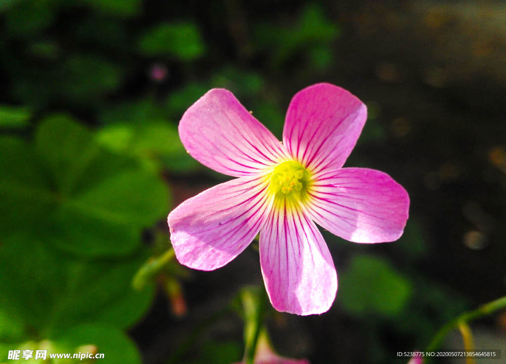 红花酢浆草 夜合梅 阳光 小花