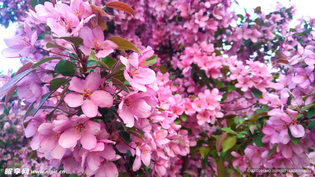 桃花