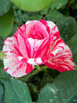 月季花