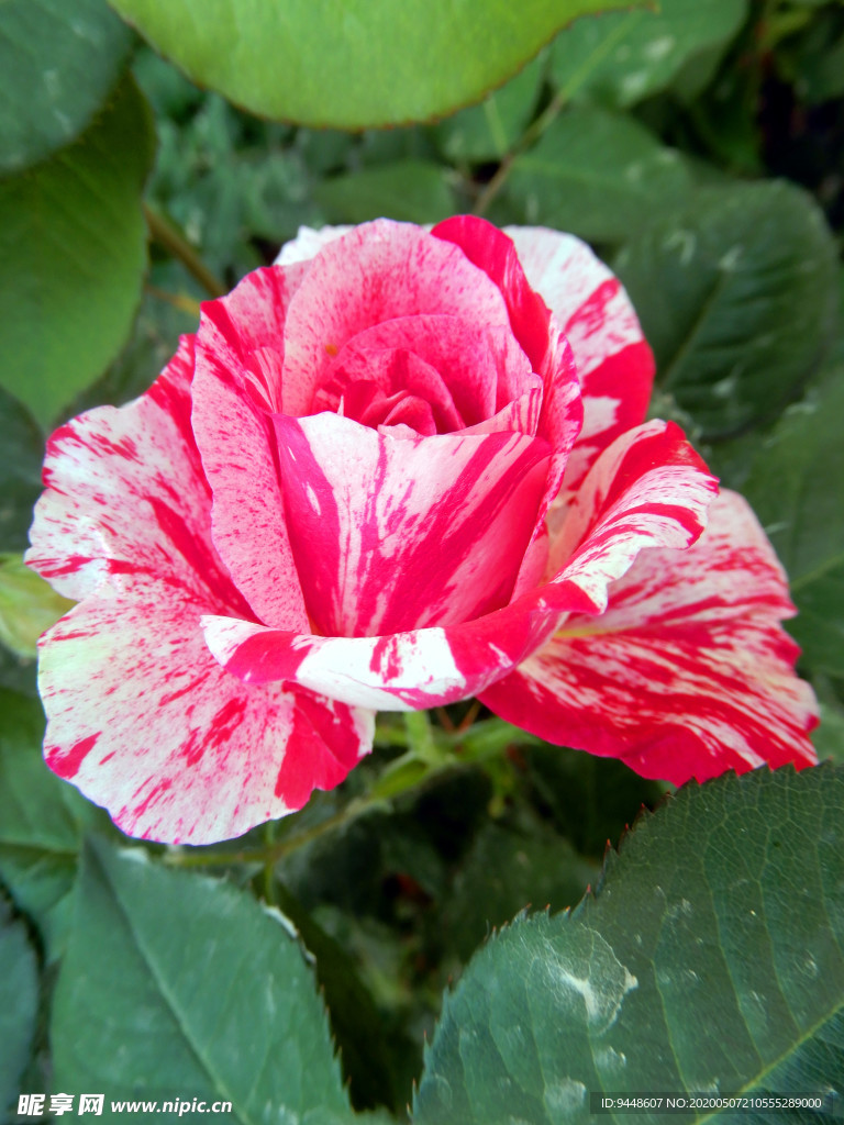 月季花