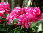 芍药花