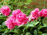 芍药花