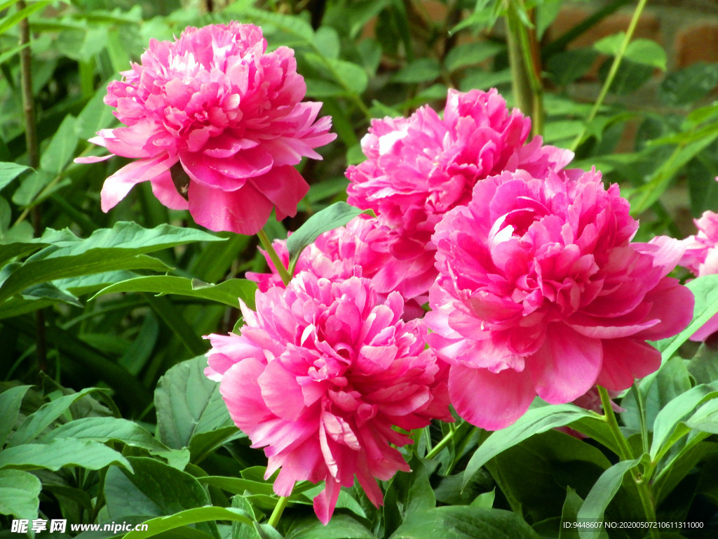 芍药花