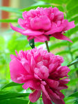 芍药花