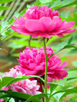 芍药花