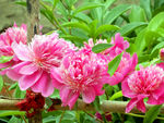 芍药花