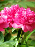 芍药花