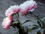 芍药花