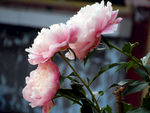芍药花