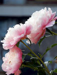 芍药花