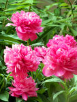 芍药花