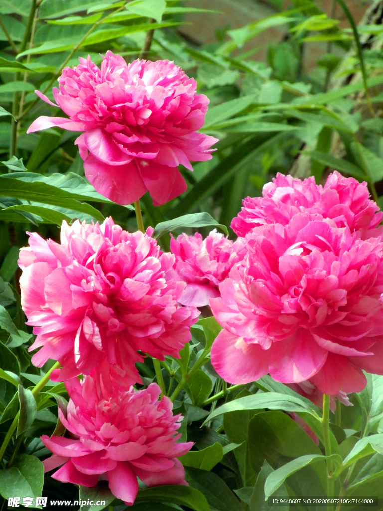芍药花