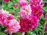 芍药花
