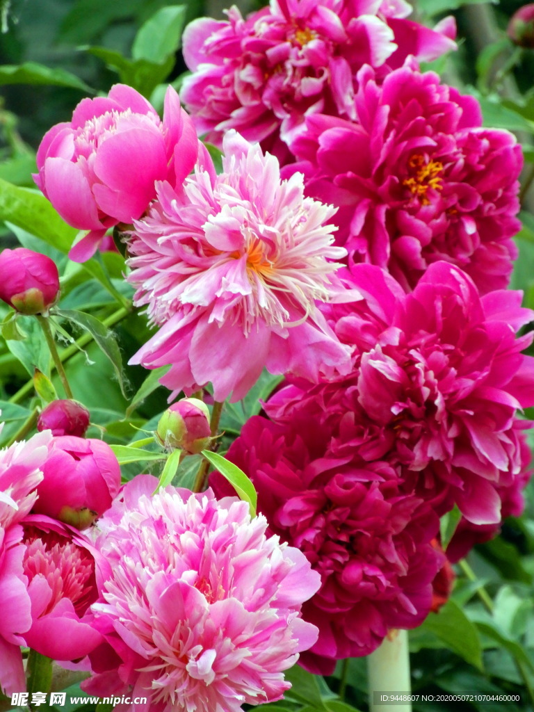 芍药花