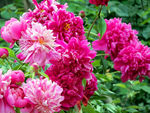芍药花
