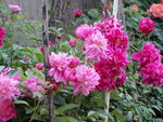 芍药花