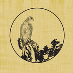 鹰