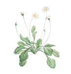 花儿