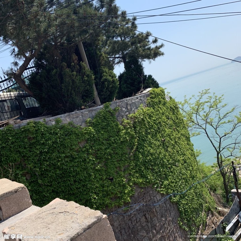 海边的绿植