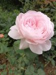 粉色玫瑰花