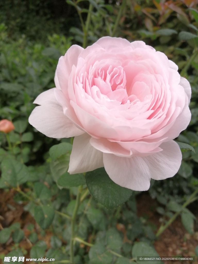 粉色玫瑰花