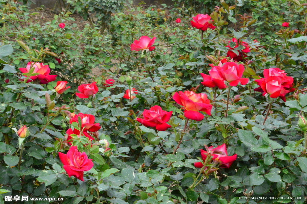 月季花