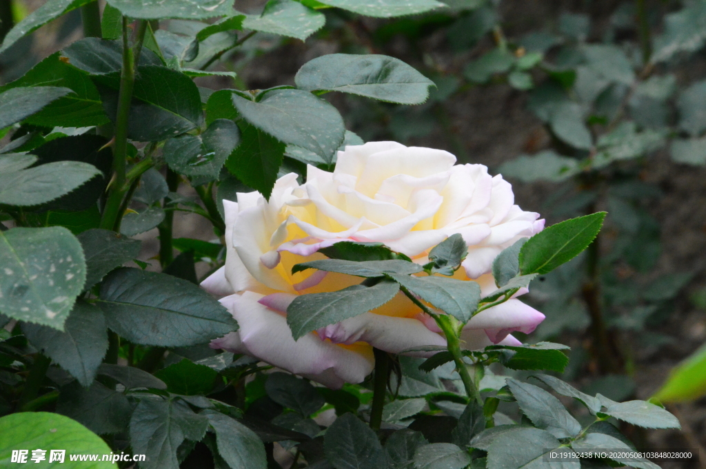月季花