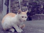 小猫咪