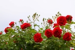 月季花