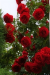 月季花