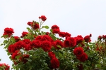 月季花