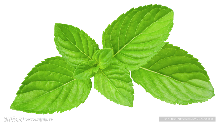 薄荷素材
