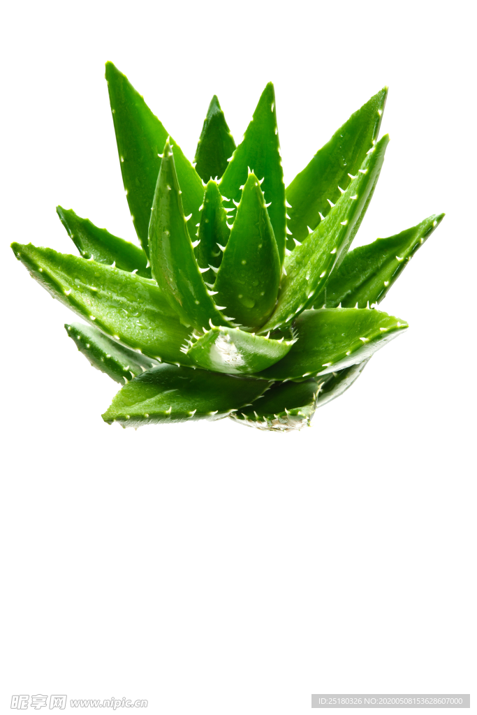 芦荟素材