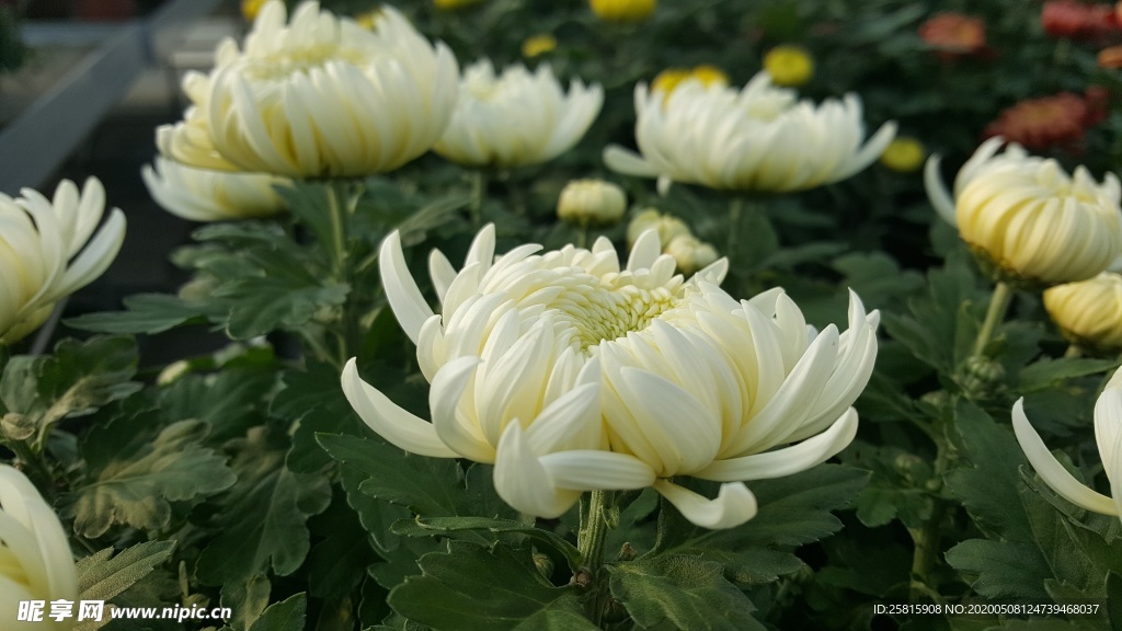 菊花怒放图片