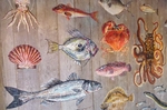 海洋生物背景