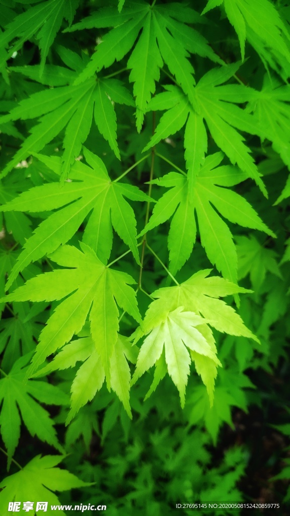 枫叶-绿色