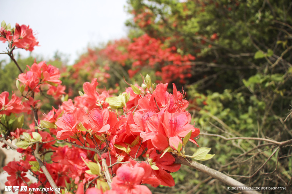 杜鹃花