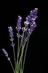 薰衣草 花草